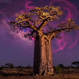 Sen o Baobab